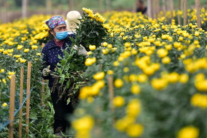 Người dân Tây Tựu rạng rỡ vì trúng vụ hoa cúc Rằm tháng Chạp - 6 Người dân Tây Tựu rạng rỡ vì trúng vụ hoa cúc Rằm tháng Chạp - 6