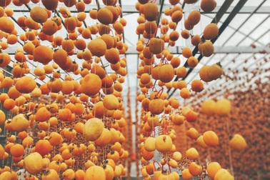 Bỏ công việc văn phòng, cô gái 9X lên Đà Lạt làm đặc sản hồng treo gió