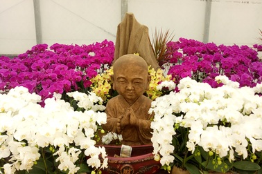 Thung lũng hoa ở Bái Đính “hút” hàng nghìn du khách mỗi ngày