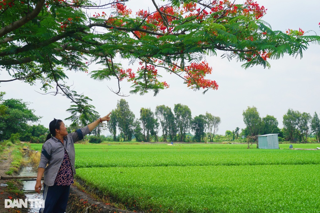 Cây phượng cô đơn gây sốt ở TPHCM bị nhiều người bẻ cành, ngắt hoa - 4