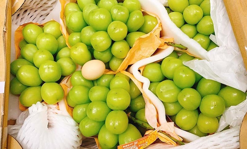 Nho Nhật Bản siêu đắt đỏ: Ăn đủ combo mất 20 triệu đồng - 2 Nho Nhật Bản siêu đắt đỏ: Ăn đủ combo mất 20 triệu đồng - 2