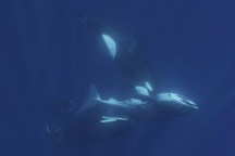 Cách cá voi sát thủ trở thành kẻ săn mồi đáng sợ nhất đại dương