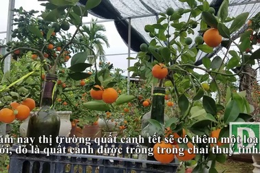 Độc đáo quất cảnh mọc từ chai thuỷ tinh