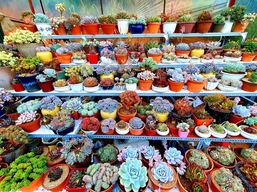 Những món quà thiết thực nhân ngày 20/10 khiến phái đẹp thích mê - 1