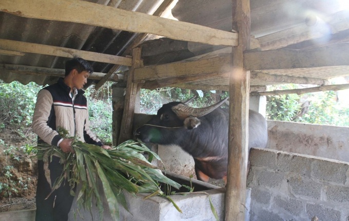 Bổ sung thức ăn cho gia súc là biện pháp phòng, chống rét hiệu quả.