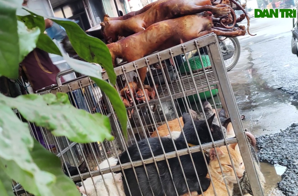 Ám ảnh cảnh nuôi nhốt giết mổ chó mèo giữa phố Hà Nội - 5