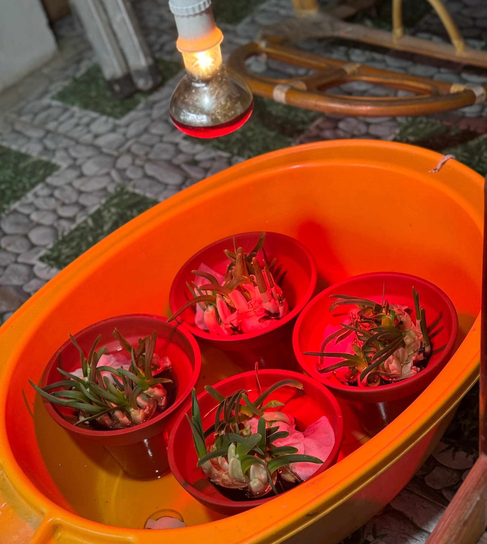 Kỳ công thú chơi hoa nhà giàu, canh thời gian nở đúng đêm giao thừa - 9 Kỳ công thú chơi hoa nhà giàu, canh thời gian nở đúng đêm giao thừa - 9