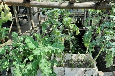 Trồng hàng trăm cây hoa anh túc để... ngâm rượu chữa bệnh