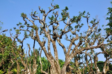 Cây khế cảnh 300 tuổi giá nửa tỷ đồng