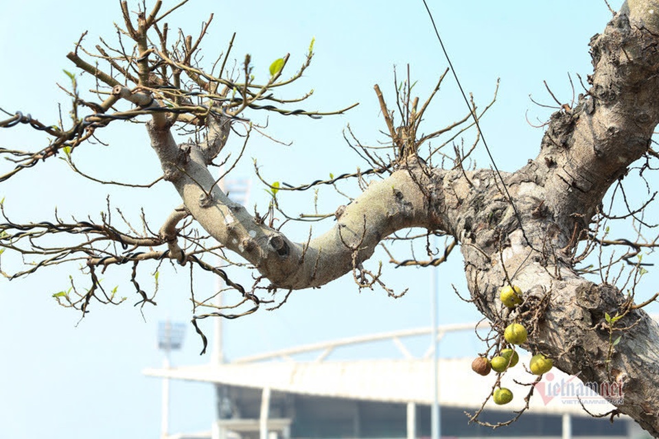 Chậu sung trăm tuổi trụi lá, hét giá 200 triệu đồng ở Hà Nội - 8 Chậu sung trăm tuổi trụi lá, hét giá 200 triệu đồng ở Hà Nội - 8