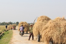 Hà Tĩnh: Dùng rơm "làm áo" cho hành, kiếm hàng chục triệu đồng