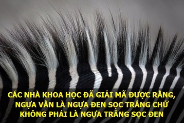 Những sự thật thú vị về vạn vật quanh ta