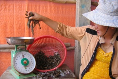 Phạt 52,5 triệu đồng thương lái gian lận trong mua bán tôm