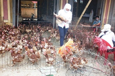 Cán bộ thú y “hô biến” gà thải loại thành… gà sạch