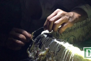 Nghề săn cá ngát ở Sài Gòn