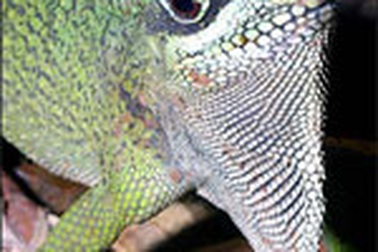 Xây dựng 2 dự án bảo tồn thiên nhiên ở khu vực “Hành lang xanh”