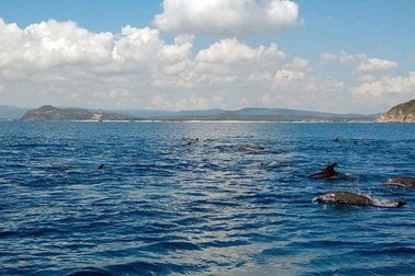 Đàn cá heo hàng trăm con bơi tung tăng trên vùng biển Phú Yên