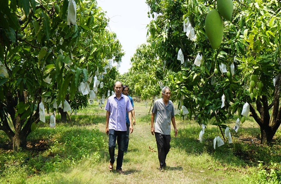 Nông dân Bình Định khiến vùng đất chết đẻ ra tiền - 2 Nông dân Bình Định khiến vùng đất chết đẻ ra tiền - 2