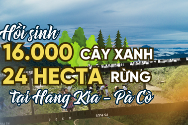 Mầm non địu cây hồi sinh rừng Tây Bắc