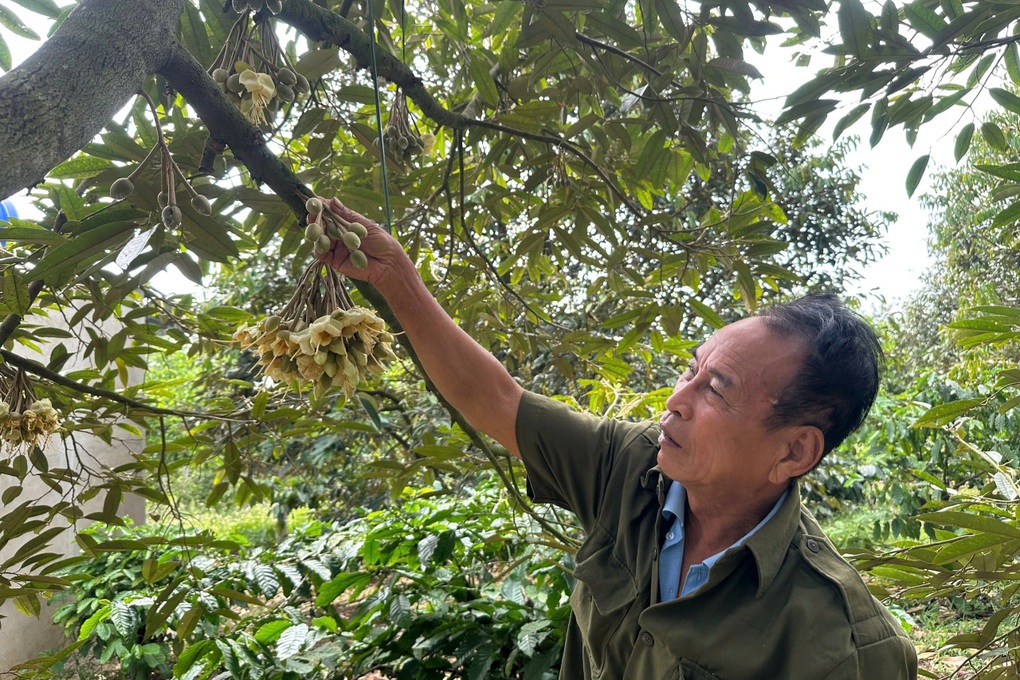 Người trồng sầu riêng đứng trước cơ hội lịch sử - 2 Người trồng sầu riêng đứng trước cơ hội lịch sử - 2