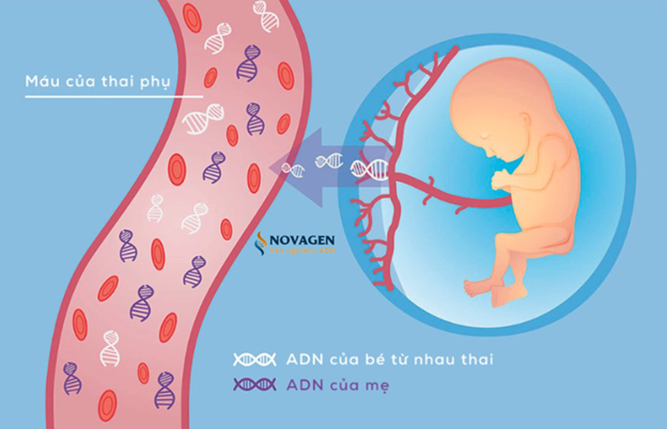 Địa chỉ xét nghiệm ADN uy tín tại Hà Nội và TP. HCM - 2 Địa chỉ xét nghiệm ADN uy tín tại Hà Nội và TP. HCM - 2