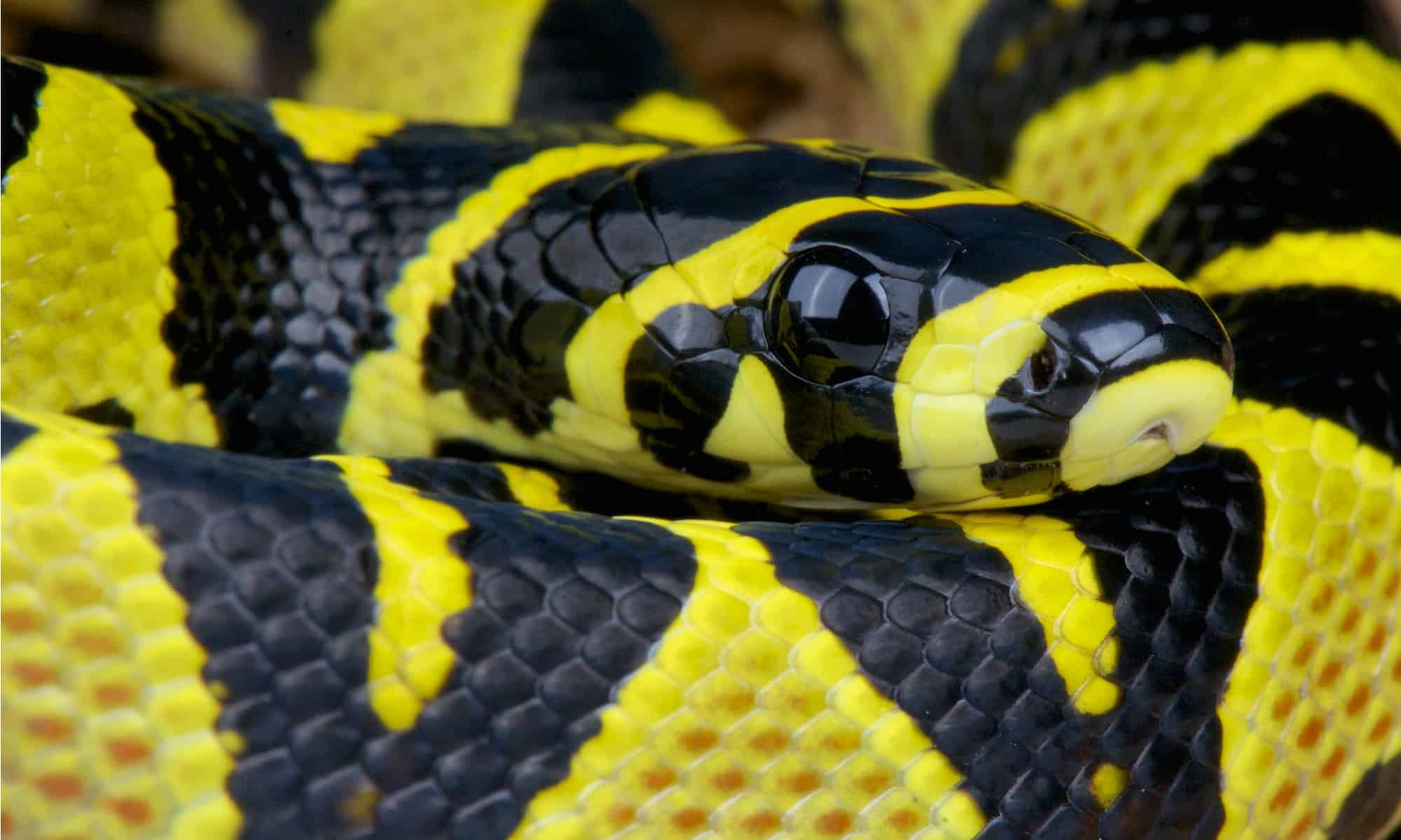Loài rắn sở hữu họa tiết sặc sỡ và độc đáo tại Việt Nam