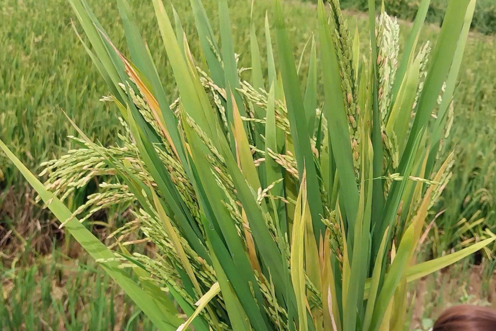 Hơn 2.700ha lúa lép hạt, nông dân lo không có gạo ăn - 3 Hơn 2.700ha lúa lép hạt, nông dân lo không có gạo ăn - 3