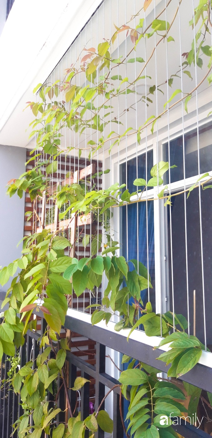 Ban công hướng Tây phủ kín hoa sử quân tử trong nháy mắt nhờ "chiêu" chăm sóc đơn giản của mẹ trẻ ở Sài Gòn - Ảnh 5. Ban công hướng Tây phủ kín hoa sử quân tử trong nháy mắt nhờ "chiêu" chăm sóc đơn giản của mẹ trẻ ở Sài Gòn - Ảnh 5.