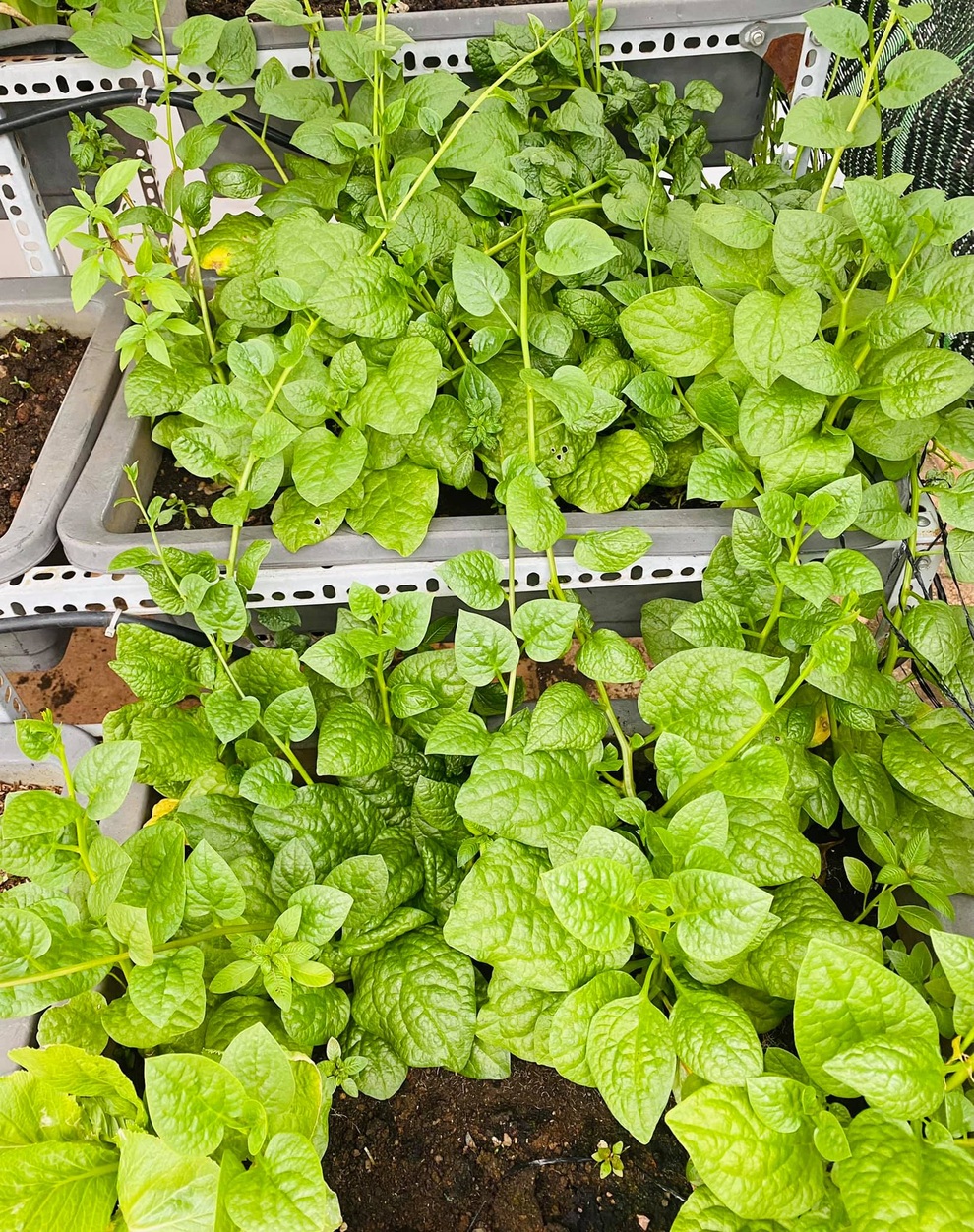 Nữ giám đốc trẻ mát tay làm vườn 170m2 ngập rau, trái trên sân thượng - 10