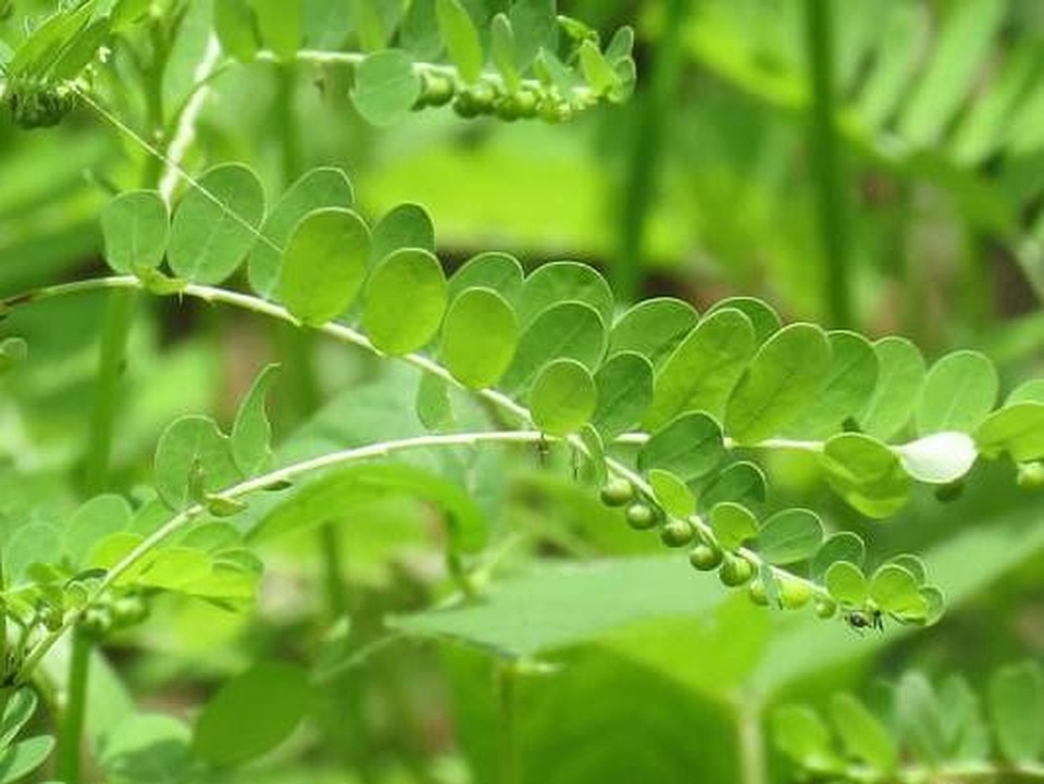 Những loại cây thuốc nam chữa bệnh gan tốt - 3 Những loại cây thuốc nam chữa bệnh gan tốt - 3