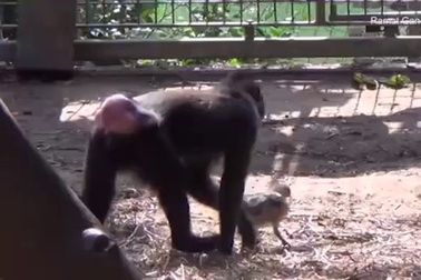 Video: Khỉ suốt ngày đi theo gà để chăm bẵm, ấp iu