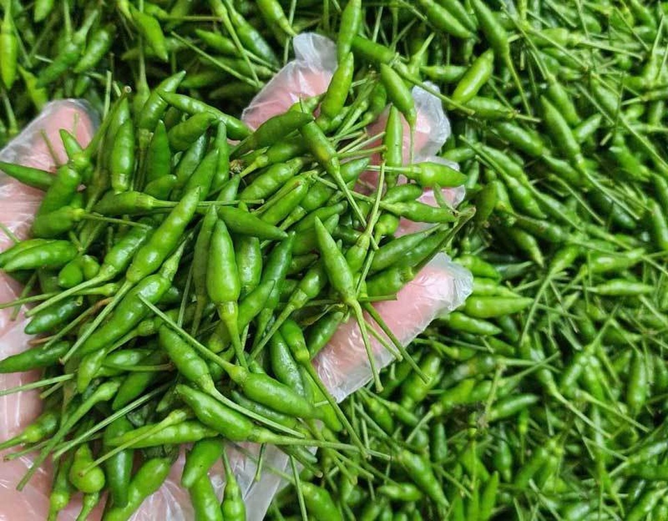 Loại ớt gió thơm mùi thảo mộc, 1 triệu đồng/kg vẫn đắt khách - 1 Loại ớt gió thơm mùi thảo mộc, 1 triệu đồng/kg vẫn đắt khách - 1