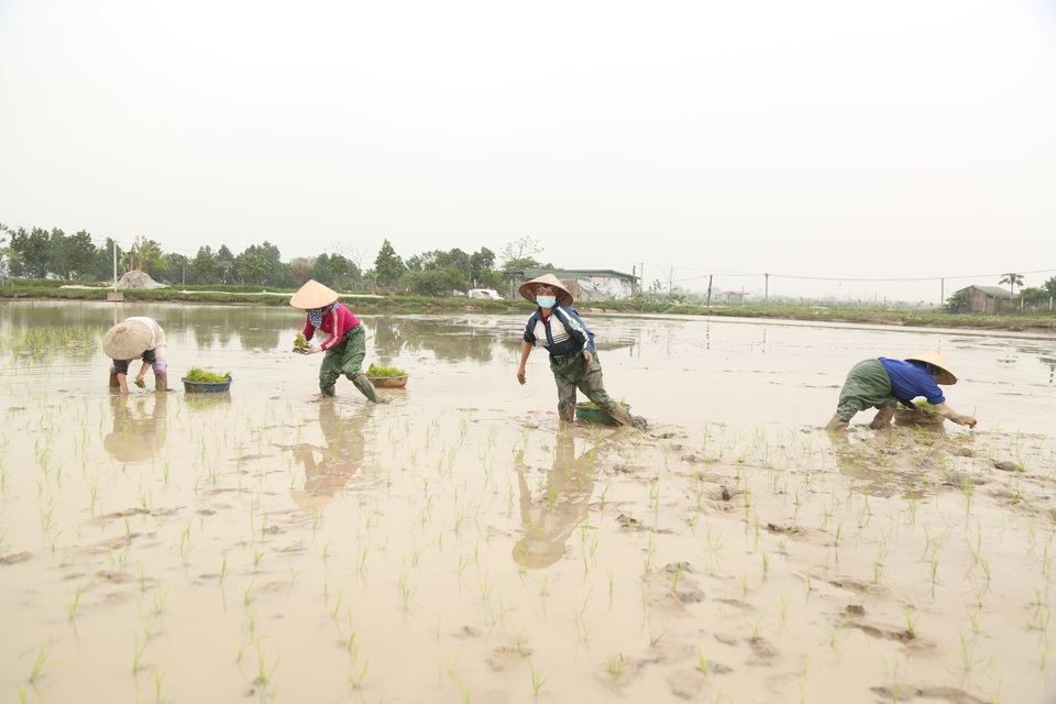 Hà Nội: Mồng 4 Tết, người cấy thuê kiếm 300.000 đồng/ngày - 1 Hà Nội: Mồng 4 Tết, người cấy thuê kiếm 300.000 đồng/ngày - 1