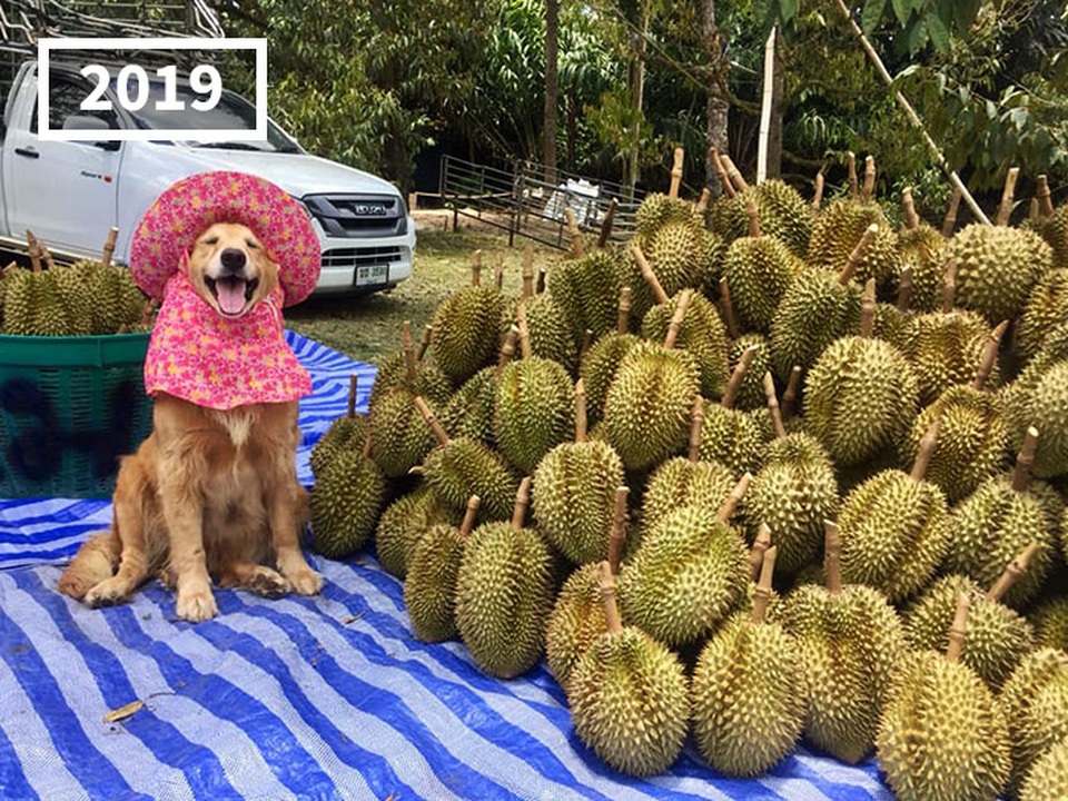 Nụ cười đốn tim của chú chó trở thành thương hiệu của nông trại sầu riêng - 7 Nụ cười đốn tim của chú chó trở thành thương hiệu của nông trại sầu riêng - 7