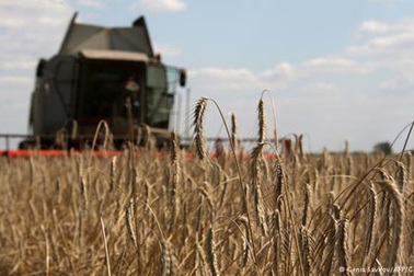 Ukraine trở thành “vựa lúa” lớn nhất của Trung Quốc