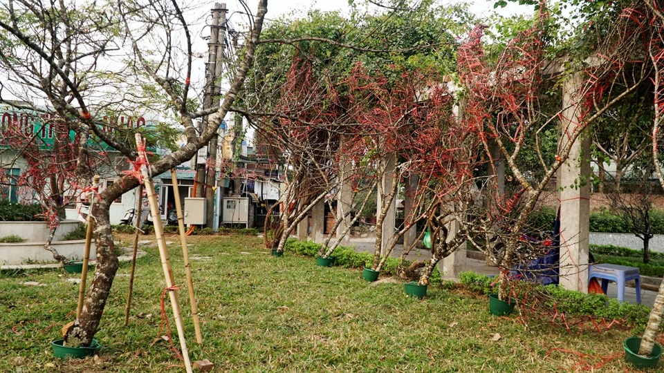 Những cành đào dán tem đầu tiên xuất hiện ở Hà Nội - 1 Những cành đào dán tem đầu tiên xuất hiện ở Hà Nội - 1