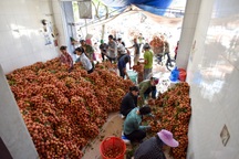 Chợ vải Bắc Giang nhộn nhịp vào mùa