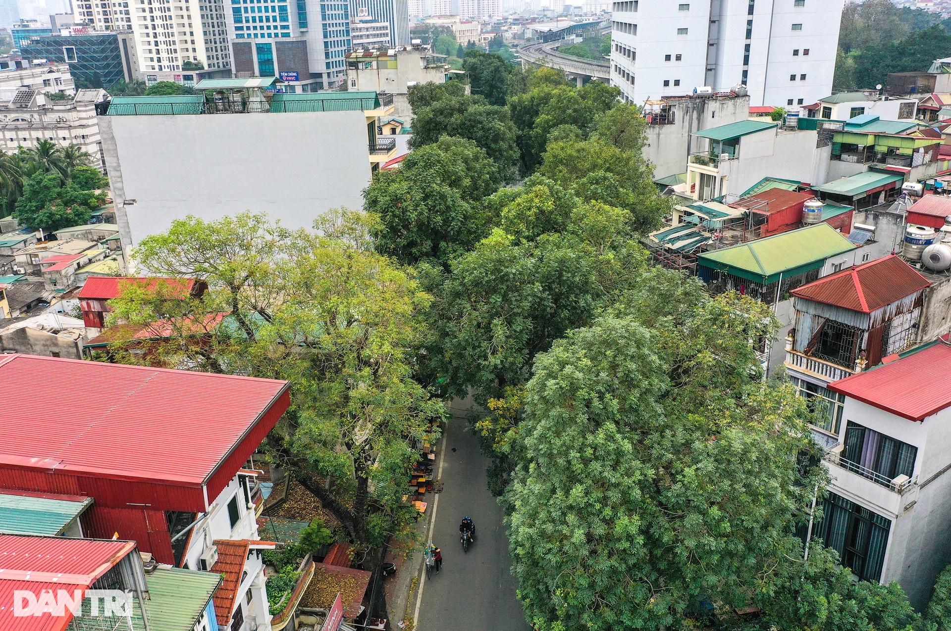 Sắp chặt hạ, dịch chuyển hàng cây cổ thụ trên đường đắt nhất hành tinh - 9 Sắp chặt hạ, dịch chuyển hàng cây cổ thụ trên đường đắt nhất hành tinh - 9