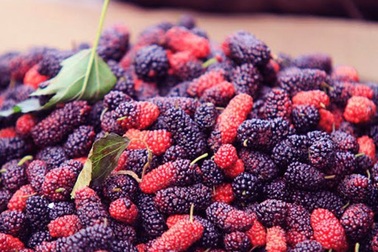 "Thổn thức" với những món quà đặc trưng của mùa hè Hà Nội