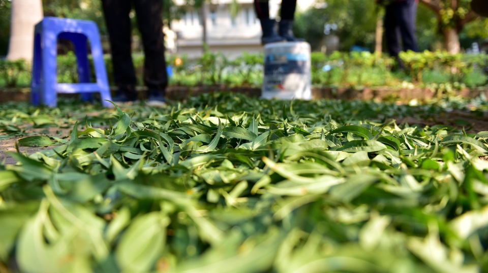 Chi tiền triệu thuê nhân công tuốt lá đào đón Tết Canh Tý - 7 Chi tiền triệu thuê nhân công tuốt lá đào đón Tết Canh Tý - 7