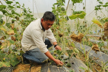 Đắk Nông chi thêm tiền giải cứu Khu nông nghiệp công nghệ cao