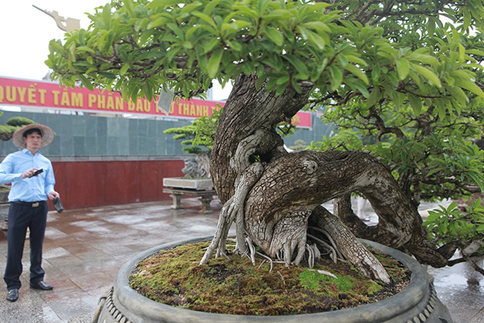 Cây mận rừng 50 tuổi thân nứt như da cá sấu giá hơn 1 tỷ đồng - 14 Cây mận rừng 50 tuổi thân nứt như da cá sấu giá hơn 1 tỷ đồng - 14