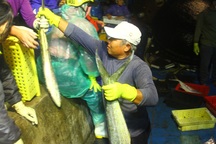 Bội thu chuyến biển cuối năm, ngư dân rạng rỡ về bờ đón Tết