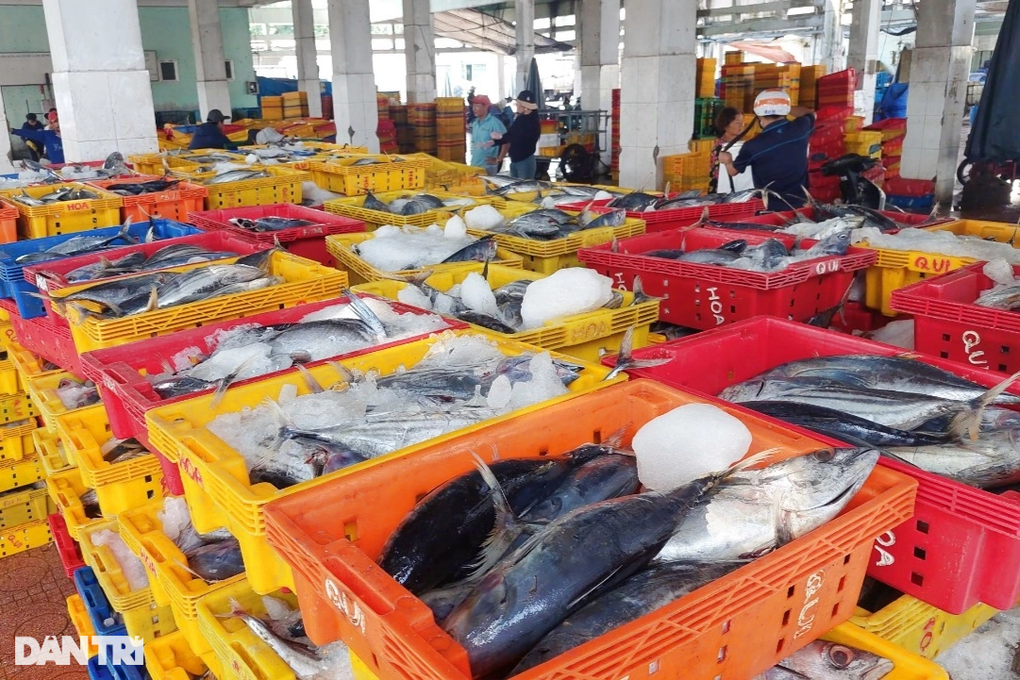 Ngư dân trúng 30 tấn cá ngừ nhờ độc chiêu chà dụ - 2