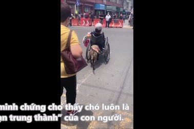 Chú chó gây kinh ngạc vì biết đẩy xe lăn giúp chủ