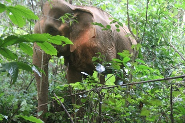 Điều tra việc con voi khoảng 40 tuổi chết trong rừng