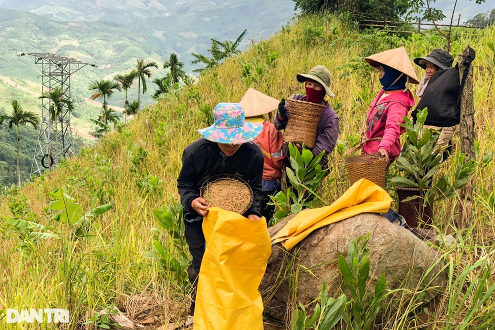 Mùa tuốt lúa sống nhờ… nước trời ở Quảng Ngãi - 4 Mùa tuốt lúa sống nhờ… nước trời ở Quảng Ngãi - 4