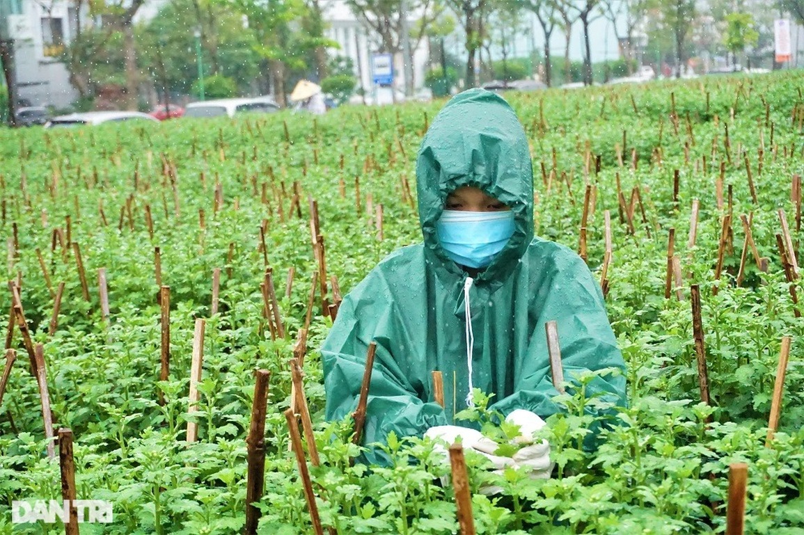 Đội mưa ngắt hoa, bẻ nụ, gom tiền những ngày cận Tết - 5 Đội mưa ngắt hoa, bẻ nụ, gom tiền những ngày cận Tết - 5