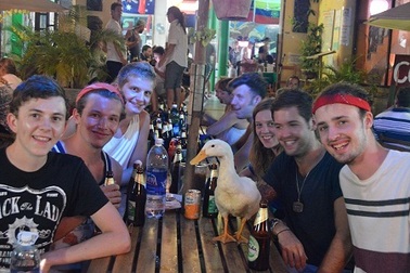 Câu chuyện về chú vịt Việt Nam “kết thân” với du khách nước ngoài