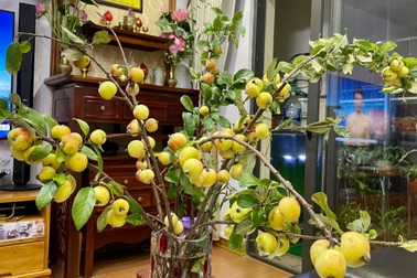 Thay cắm hoa tươi, táo mèo cả cành được ưa chuộng bất ngờ